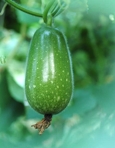 cach-dung-bi-dao