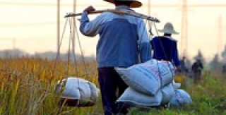 Nông dân Trung Quốc không bao giờ... đánh răng 